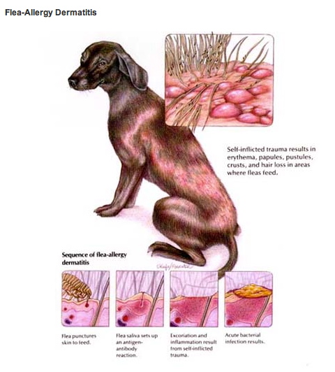 dog food skin allergies