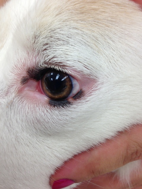 VetVine - Forum - Collie Iris Lesions