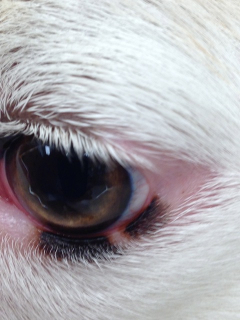 VetVine - Forum - Collie Iris Lesions