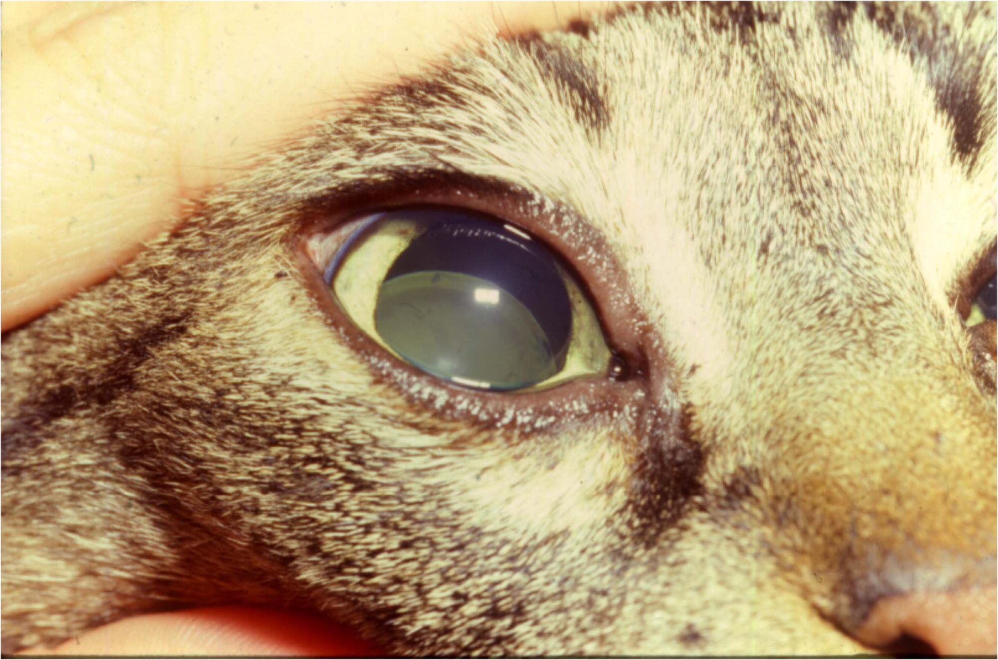 Anterior Lens Luxation Cat