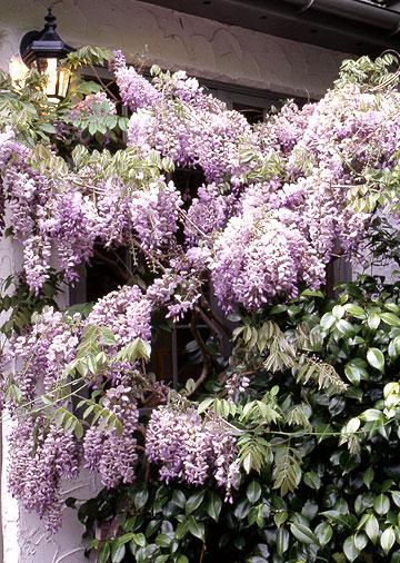 A close-up of a tree with purple flowers

AI-generated content may be incorrect.