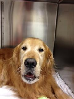 A dog lying in an elevator
AI-generated content may be incorrect.