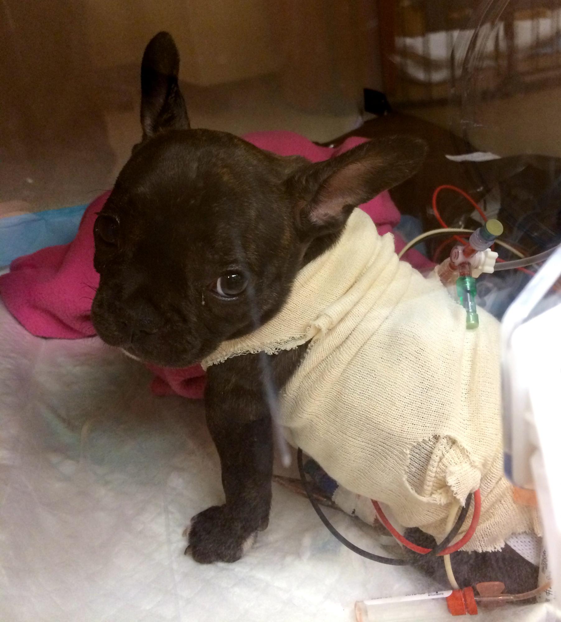 A dog wearing a bandage
AI-generated content may be incorrect.