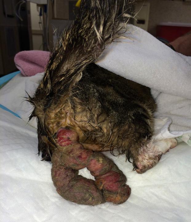 A wet dog with a wound on its back
AI-generated content may be incorrect.